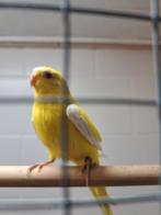Gevraagd elegant  zie foto's, Dieren en Toebehoren, Vogels | Parkieten en Papegaaien, Vrouwelijk, Parkiet