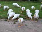Loopeenden Te Koop, Dieren en Toebehoren, Meerdere dieren, Eend