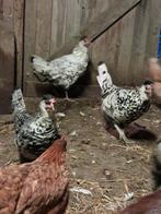 4 Appenzeiler kippen., Dieren en Toebehoren, Pluimvee, Vrouwelijk, Kip