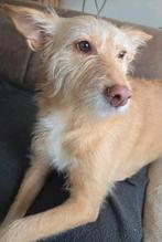 Herplaatser knuffelhond Bo, 6 jaar of ouder, Rabiës (hondsdolheid), Handelaar, Buitenland