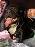 Pocket bully reu 9 md, Dieren en Toebehoren, Honden | Bulldogs, Pinschers en Molossers, 15 weken tot 1 jaar, CDV (hondenziekte)
