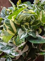 Epipremnum N'Joy Stekken, Ophalen, Halfschaduw, Minder dan 100 cm