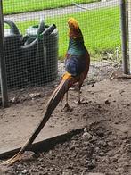 1-0 goudfazant rood en geel, Dieren en Toebehoren, Mannelijk, Overige soorten