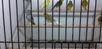 GOEDE ZANGER FIFE FANCY, Meerdere dieren, Postuurkanarie