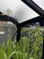 Agapanthus, Ophalen, Zomer, Overige soorten, Volle zon