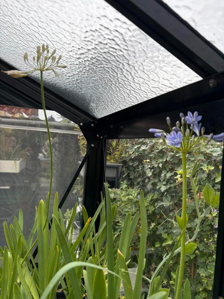Agapanthus, Tuin en Terras, Planten | Tuinplanten, Overige soorten, Volle zon, Zomer, Ophalen
