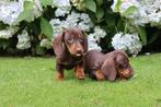 Prachtige kleine dwerg teckel pups te koop, Nederland, CDV (hondenziekte), 8 tot 15 weken, Korthaar