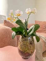 Luxury White Orchid in Glass Vase | Semi-Hydro | Home Decor, Overige soorten, In pot, Minder dan 100 cm, Bloeiende kamerplant