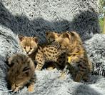 Serval kittens beschikbaar, Dieren en Toebehoren