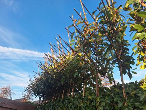 Photinia Red Robin leibomen, Glansmispel wintergroen leiboom, Tuin en Terras, Planten | Bomen, Leiboom, 250 tot 400 cm, Ophalen