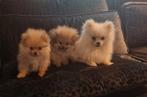 Mini pomeriaan 1 reutje 1 teefje, 8 tot 15 weken, CDV (hondenziekte), Meerdere, Nederland