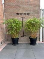 Mooie bamboe planten, Tuin en Terras, Planten | Tuinplanten, Ophalen, Bloeit niet, Overige soorten
