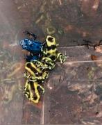 Dendrobates costa rica 0.0.10, Dieren en Toebehoren, Amfibie