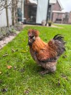 USA zijdehoen haan, Dieren en Toebehoren, Mannelijk, Kip