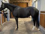 Mooie zwarte Total US x Kennedy merrie, Dieren en Toebehoren, Paarden, Merrie, Gechipt, Dressuurpaard, L
