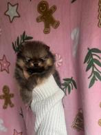 Pomeriaan puppy’s, Dieren en Toebehoren, Honden | Poolhonden, Keeshonden en Oertypen, 8 tot 15 weken, Meerdere, Meerdere dieren