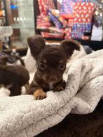 Chihuahua’s, Dieren en Toebehoren, Rabiës (hondsdolheid), 8 tot 15 weken, Meerdere, Meerdere dieren