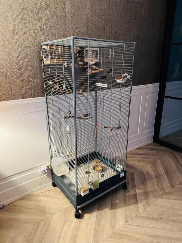 Grote Voltrega volière met ca. 28 zebravinken (oa. paartjes), Dieren en Toebehoren, Vogels | Hokken en Kooien, Volière, Ophalen