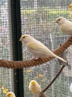 Geel mozaïek kanaries, Dieren en Toebehoren, Vogels | Kanaries, Meerdere dieren, Kleurkanarie