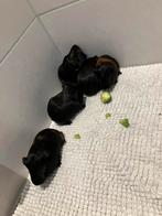 Cavia beertjes te koop, Dieren en Toebehoren, Knaagdieren, Cavia, Mannelijk, Tam, September