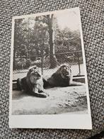 Dierenpark Wassenaar leeuwen, Verzamelen, Ansichtkaarten | Nederland, Ophalen of Verzenden