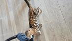 Bengaalse kat, Dieren en Toebehoren, Katten en Kittens | Raskatten | Korthaar, Kater