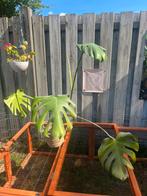 Monstera plant met pot, Ophalen, 100 tot 150 cm, Overige soorten, In pot