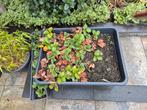 Kweekbak / Stekbak 55x75cm zonder deksel, Ophalen, Zomer, Fruitplanten, Volle zon