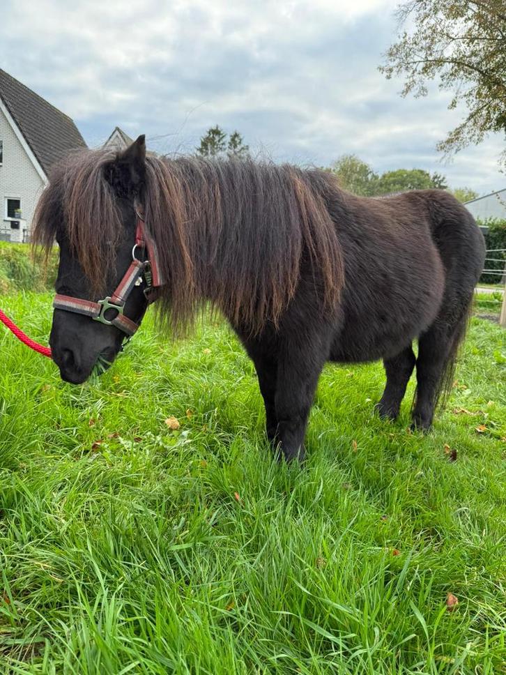 3 shetlanders, Dieren en Toebehoren, Pony's, Meerdere dieren, Niet van toepassing, A pony (tot 1.17m), Recreatiepony, 7 tot 10 jaar