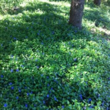 vinca minor maagdenpalm, vaste plant, bodembedekker beschikbaar voor biedingen