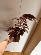 Begonia Pink Spot, Overige soorten, In pot, Minder dan 100 cm, Groene kamerplant