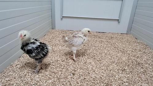 Franse Faverolles kuikens, Dieren en Toebehoren, Pluimvee, Kip, Meerdere dieren
