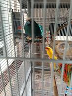 Te koop rijbare volière met 2 kakarikies, Dieren en Toebehoren, Meerdere dieren, Parkiet