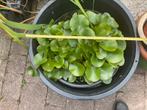 Waterlelie, Ophalen, Zo goed als nieuw