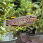 Aphyosemion gardneri, Dieren en Toebehoren, Vis