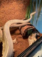 Ball python man mimosa champagne ghost, Dieren en Toebehoren, Slang, Met terrarium, 7 tot 10 jaar