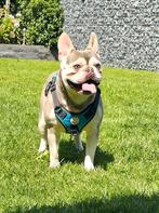 💙 Super gave franse bulldog reu💙, Dieren en Toebehoren, Particulier, Rabiës (hondsdolheid), Reu, 1 tot 2 jaar
