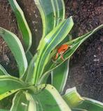 Ranitomeya - Oophage pumilio, Dieren en Toebehoren, Amfibie, 0 tot 2 jaar