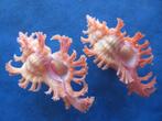 Schelpen: Murex nobilis Shikama gem 30-35mm+, Verzenden, Schelp(en)