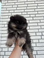 Pompriaan pup, Particulier, Rabiës (hondsdolheid), Reu, 8 tot 15 weken