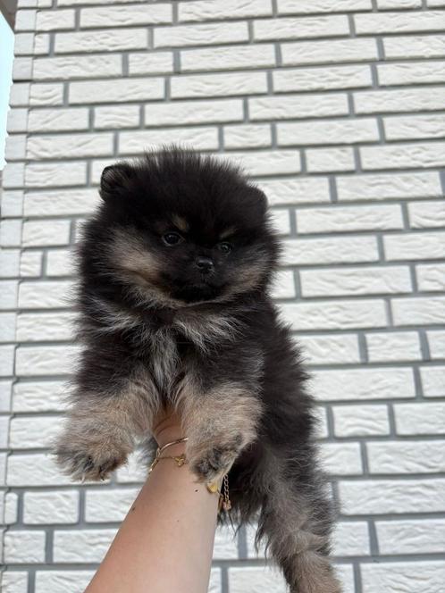 Pompriaan pup, Dieren en Toebehoren, Honden | Poolhonden, Keeshonden en Oertypen, Reu, Particulier, Eén hond, Buitenland, 8 tot 15 weken