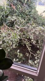 Gratis grote en kleine takken, Tuin en Terras, Haardhout, Minder dan 3 m³, Ophalen