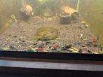Skittel mix happy mix neocaridina garnalen, Dieren en Toebehoren, Vissen | Aquariumvissen, Kreeft, Krab of Garnaal, Zoetwatervis
