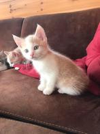 Oranje kitten, Dieren en Toebehoren, Katten en Kittens | Overige Katten, Kater, Kortharig, 0 tot 2 jaar