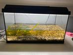 Juwel aquarium 60l, Dieren en Toebehoren, Vissen | Aquaria en Toebehoren, Gebruikt, Ophalen, Leeg aquarium