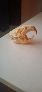 Schedel muskusrat, Ophalen of Verzenden, Schedel