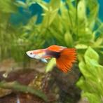 Mooie volwassen guppen 2,- p.s. guppies mix kleuren gup, Dieren en Toebehoren, Vissen | Aquariumvissen, Vis, Zoetwatervis, Schoolvis
