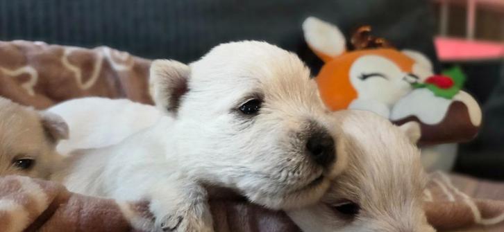 West highland white terrier pups, Dieren en Toebehoren, Honden | Jack Russells en Terriërs, Meerdere dieren, Overige rassen, Particulier