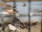 Zebravinken, Dieren en Toebehoren, Vogels | Overige Vogels, Meerdere dieren