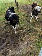 7 dikbil stieren, Dieren en Toebehoren, 0 tot 2 jaar